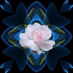 reves et poesies
